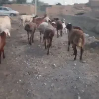 بره نر|حیوانات مزرعه|صالح آباد (خراسان), |دیوار