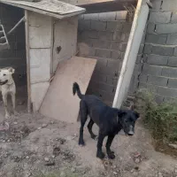 توله ۷ ماهه سراب