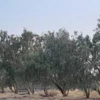 چوب