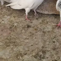 کبوتر|پرنده|مشکین‌دشت, |دیوار