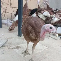 بوقلمون ۷ ماهه