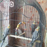 عروس هلندی ۶ ماهه