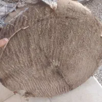 طوق طبل پوستی سالم