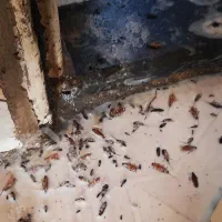 سمپاشی ساس سوسک وهمه