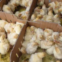 جوجه جهادی گردن لختی کاکلی