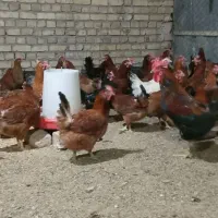 فروش فوری مرغ تخم گذار