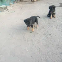 توله سگ  گرگی
