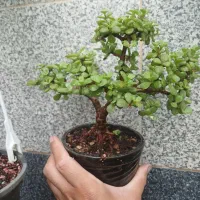 بنسای خرفه ای