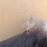 با سلام دو عدد جوجه کاغذی دم سفید