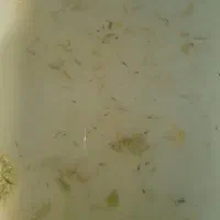پچه ماهی گوپی
