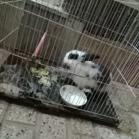 خرگوش