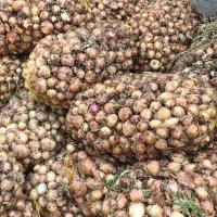 پیاز|عمده‌فروشی|فومن, |دیوار