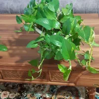 گل به قیمت خوب