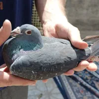 پلاکی کفتر