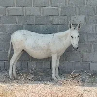 الاغ ماده