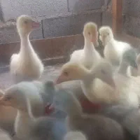 جوجه غاز اوکراینی اصیل
