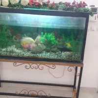 اکواریم ماهی