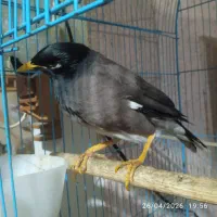 مرغ مینابالغ