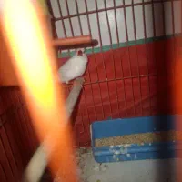 فنچ سفیدکمیاب نربخون