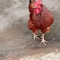 خروس