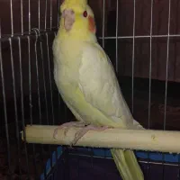 عروس هلندی نر