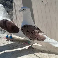 کبوتر