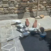 کبوتر