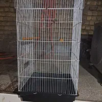 قفس عروس هلندی