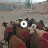 بره ماده میش