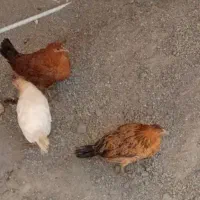 جوجه جهادی