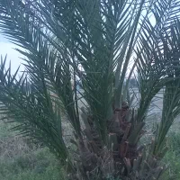 فصیل کلیته