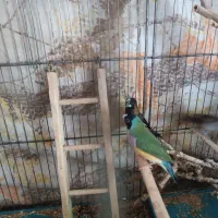 فنچ گلدین ماده وجفت بنگالی قیمت‌توافقی