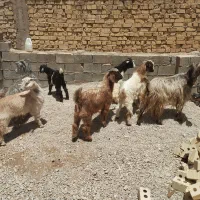 بز کهره دار دوقلو