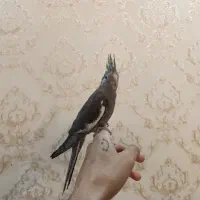 عروس هلندی دستی حراج