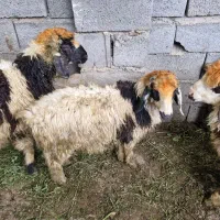 بره شیری نر