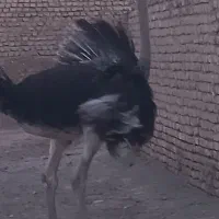 شترمرغ