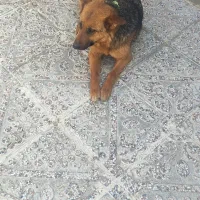 سگ ژرمن ماده 8ماه