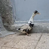 اردک ماده تخم گذار