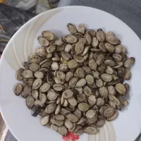تخم هندوانه