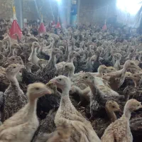 جوجه بوقلمون2ماهه