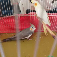 عروس هلندی 6ماه