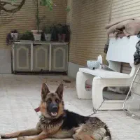 سگ ده ماهه ژرمن شولاین اصیل