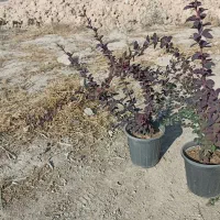 گیاه زرشک