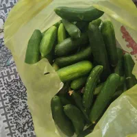گوجه و خیار