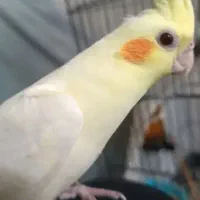 عروس هلندی ماده