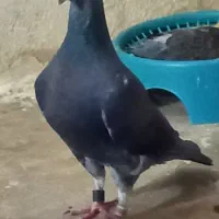 کبوتر پلاکی مسافتی جان اردن خون خالص خالص،