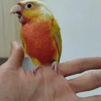 جوجه ردچیک دوماهه
