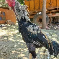 خروس لاری