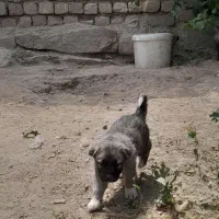 توله سگ سرابی