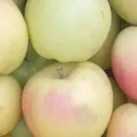 خریدار سیب پادرختی تناژ بالا تک تریلی کارتکش